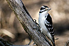 Pajaro